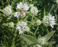 Pycnanthemum verticillatum