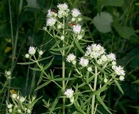 Pycnanthemum virginianum