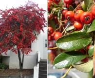 Pyracantha fortuneana