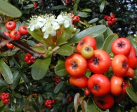 Pyracantha koidzumii