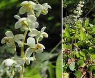 Pyrola americana