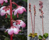 Pyrola asarifolia