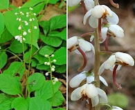 Pyrola elliptica