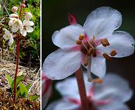 Pyrola grandiflora