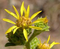 Pyrrocoma racemosa