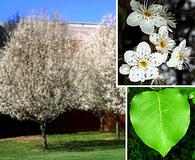 Pyrus calleryana