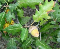 Quercus X morehus