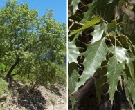 Quercus albocincta