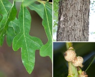 Quercus austrina