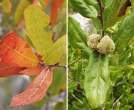 Quercus chapmanii