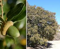 Quercus chrysolepis