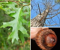 Quercus coccinea