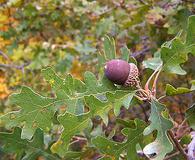 Quercus gambelii