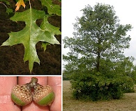 Quercus palustris