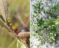 Quercus pumila