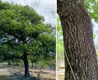 Quercus rysophylla