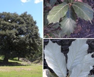 Quercus sideroxyla