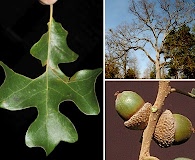 Quercus stellata