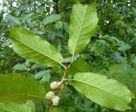 Quercus tuberculata