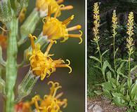 Rainiera stricta