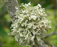 Ramalina americana