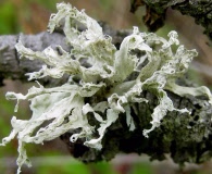 Ramalina canariensis