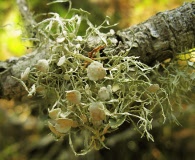 Ramalina denticulata