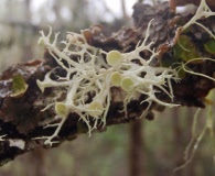 Ramalina dilacerata