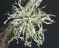 Ramalina farinacea