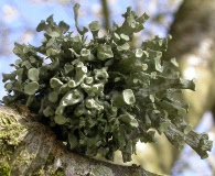 Ramalina fastigiata