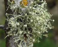 Ramalina montagnei