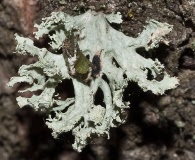 Ramalina pollinaria