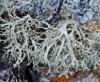 Ramalina roesleri