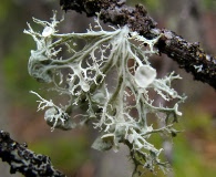 Ramalina sinensis