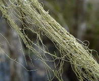 Ramalina usnea