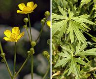 Ranunculus acris