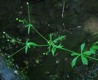 Ranunculus allegheniensis