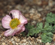 Ranunculus andersonii