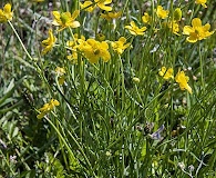 Ranunculus arcticus