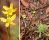 Ranunculus arizonicus