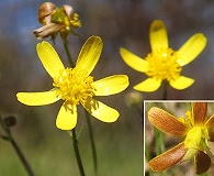 Ranunculus austro-oreganus