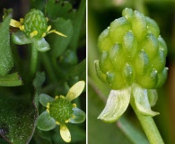 Ranunculus bonariensis