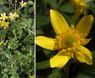 Ranunculus bulbosus