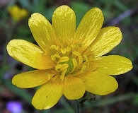 Ranunculus californicus