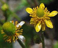 Ranunculus cardiophyllus