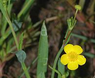 Ranunculus flammula