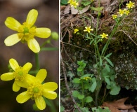 Ranunculus harveyi