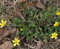 Ranunculus hispidus