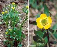 Ranunculus inamoenus