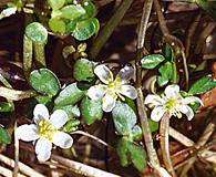 Ranunculus lobbii